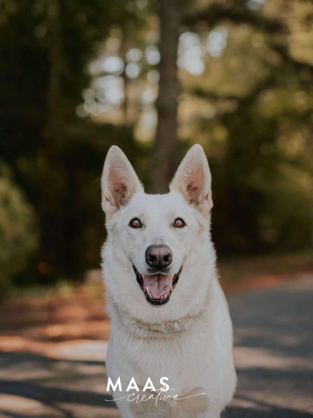 #sheltermonday is featuring again some incredible pups.

If you have ever thought about adding a loyal and sweet companion to your family, now is the time. 

Until then, they will be waiting for you:

Paulding County Animal Control
779 Industrial Blv