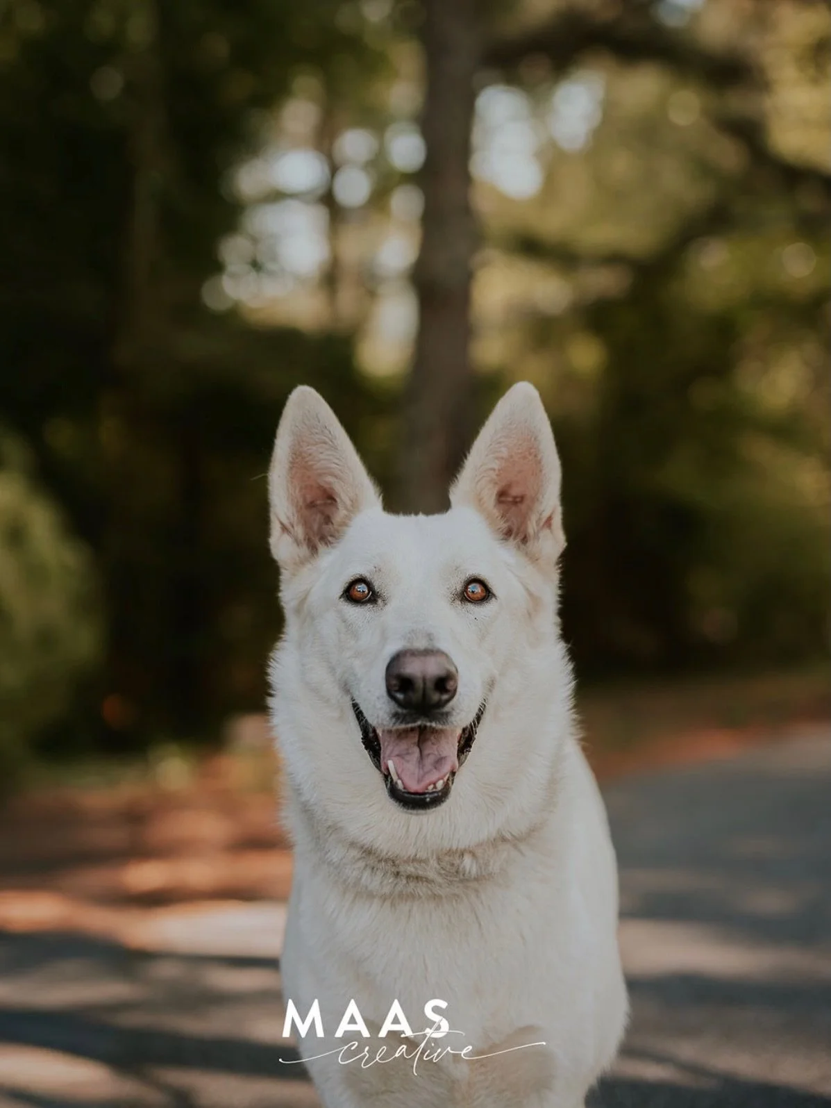 #sheltermonday is featuring again some incredible pups.

If you have ever thought about adding a loyal and sweet companion to your family, now is the time. 

Until then, they will be waiting for you:

Paulding County Animal Control
779 Industrial Blv