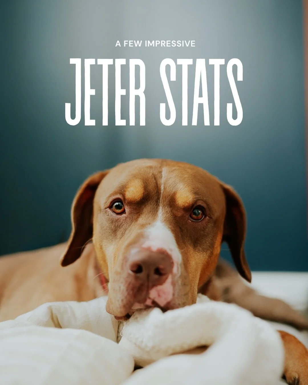 Some impressive stats, a dog who has gone from shelter pup to being a well-behaved, playful and goofy guy, but not one person has been serious about wanting to adopt him. It is blowing my mind. If we didn&rsquo;t already have 2 big dogs, this guy wou