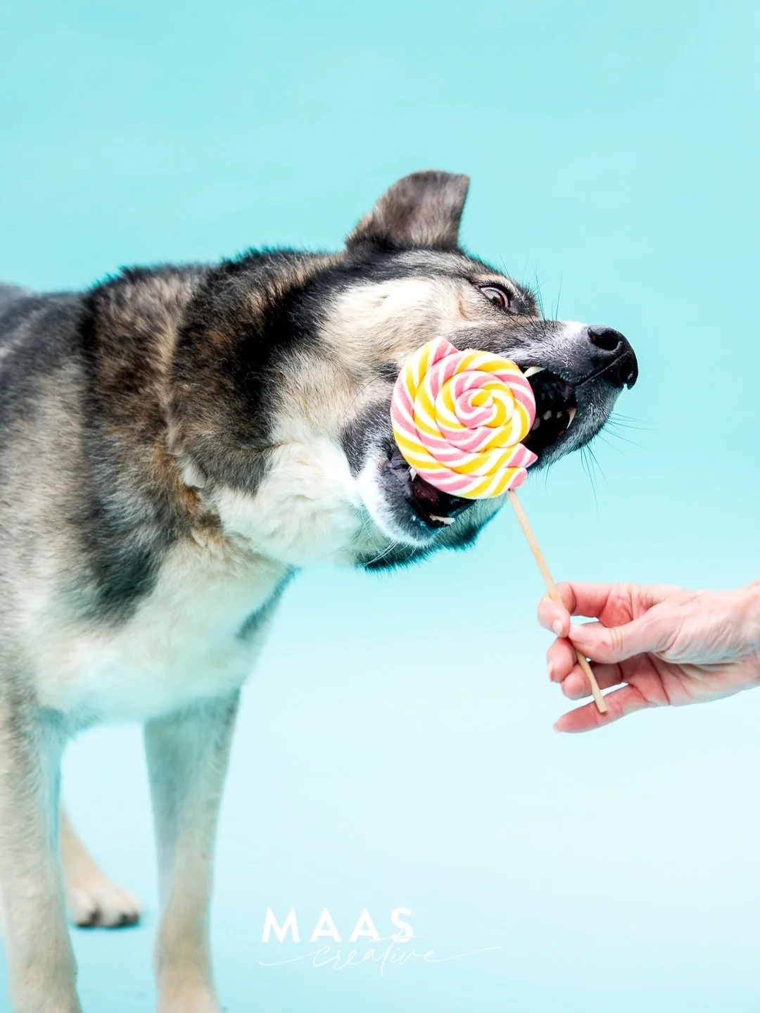 We had some fun with the shelter pups yesterday. Who knew a lollipop with some peanut butter could be such a good time for everyone. Thank you so much @cloverrep for bringing the props and lots of laughs.

If you have ever thought about adding a loya