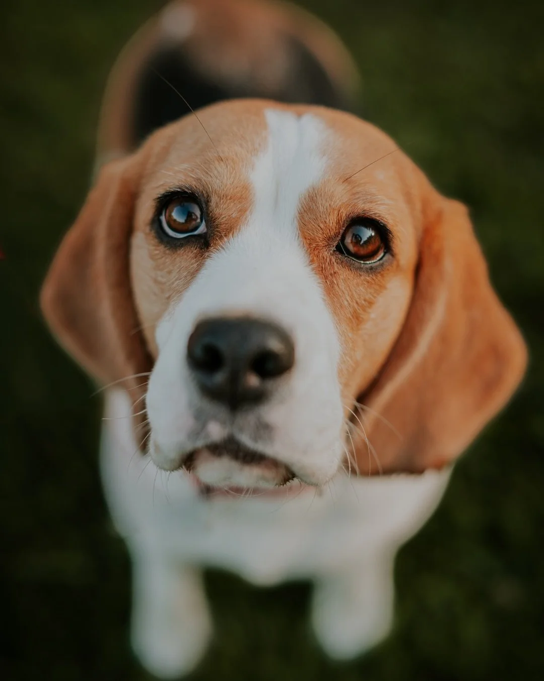 A fantastic mini session with Brian and sweet Ellie Mae. Early morning sessions are some of my favorites. We mostly beat the heat, the morning sunlight was beautifully soft and Ellie Mae was the perfect snuggle bug. 

#atlantadogphotographer #dogsofa