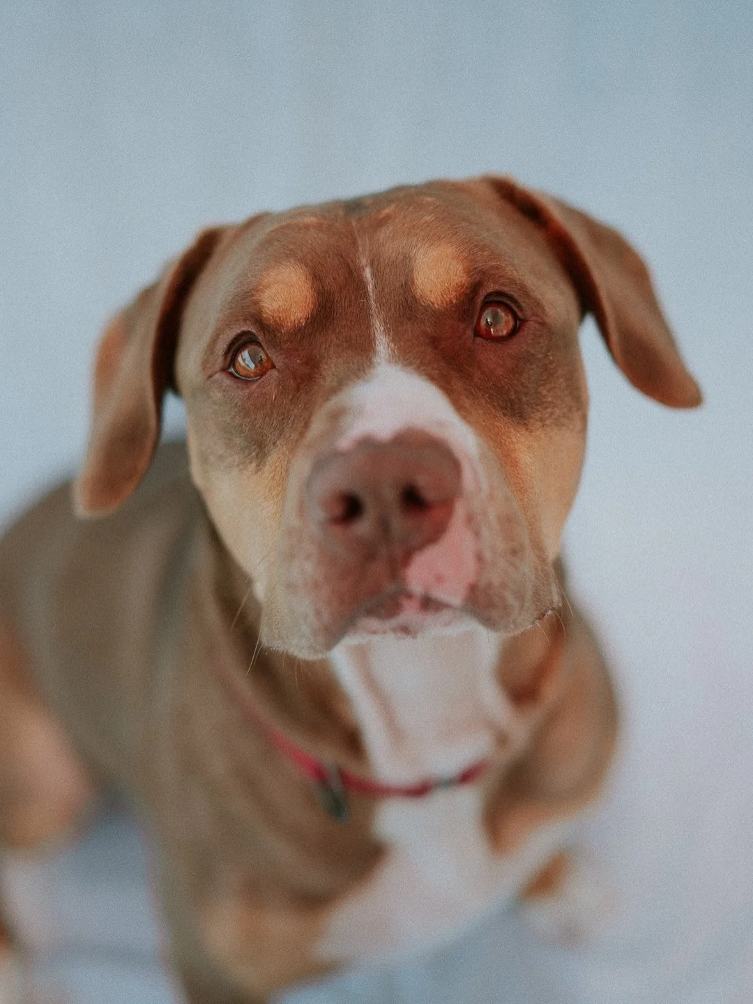 Jeter is still waiting for the family he&rsquo;s always deserved. 

Over the past several months with the Ozzie Albies Foundation, Jeter has worked incredibly hard to become the amazing dog he is today. Through Mirror Image K9 training sessions, day 