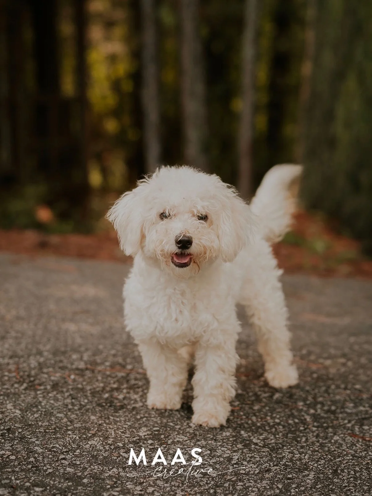 #sheltermonday is featuring again some incredible pups.

If you have ever thought about adding a loyal and sweet companion to your family, now is the time. 

Until then, they will be waiting for you:

Paulding County Animal Control
779 Industrial Blv