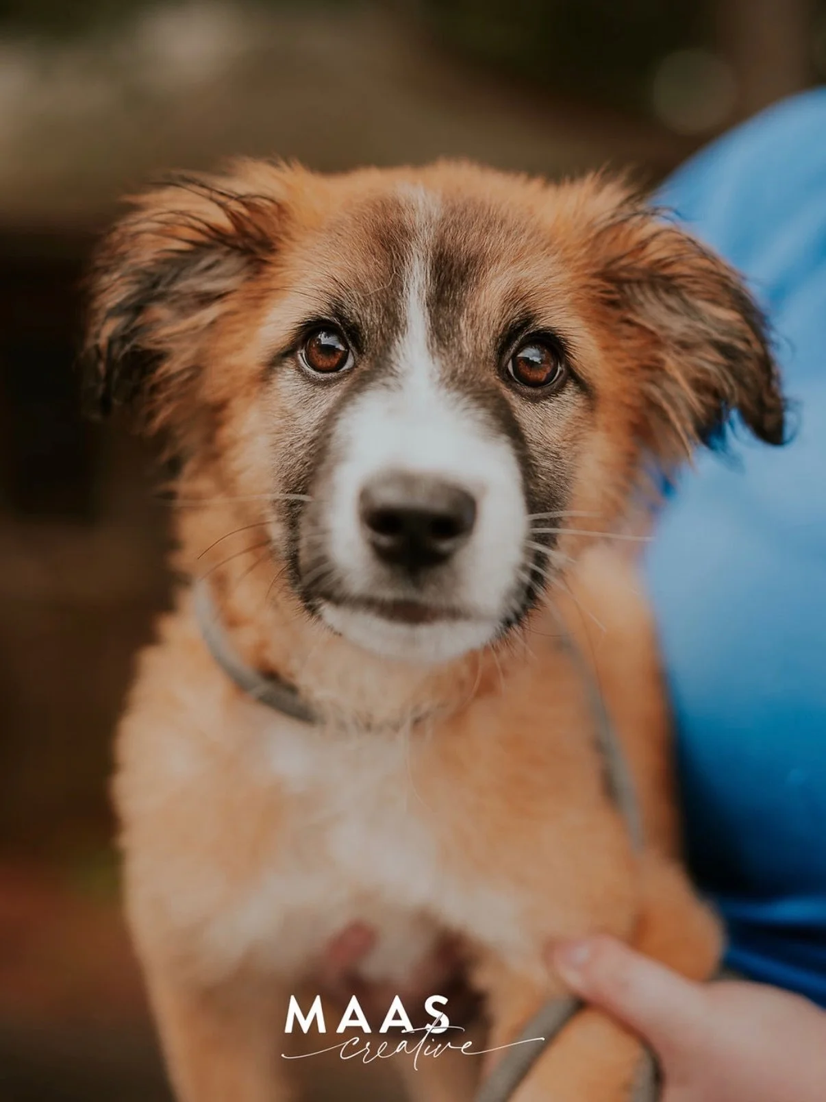 #sheltermonday is featuring again some incredible pups.

If you have ever thought about adding a loyal and sweet companion to your family, now is the time. 

Until then, they will be waiting for you:

Paulding County Animal Control
779 Industrial Blv