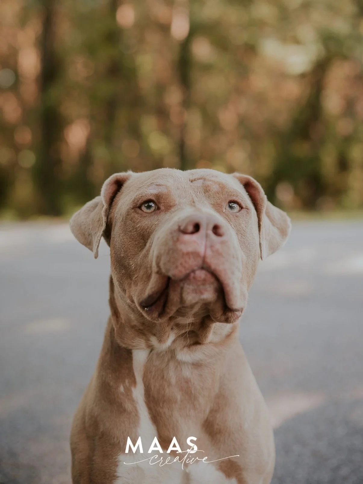 #sheltermonday is featuring again some incredible pups.

If you have ever thought about adding a loyal and sweet companion to your family, now is the time. 

Until then, they will be waiting for you:

Paulding County Animal Control
779 Industrial Blv
