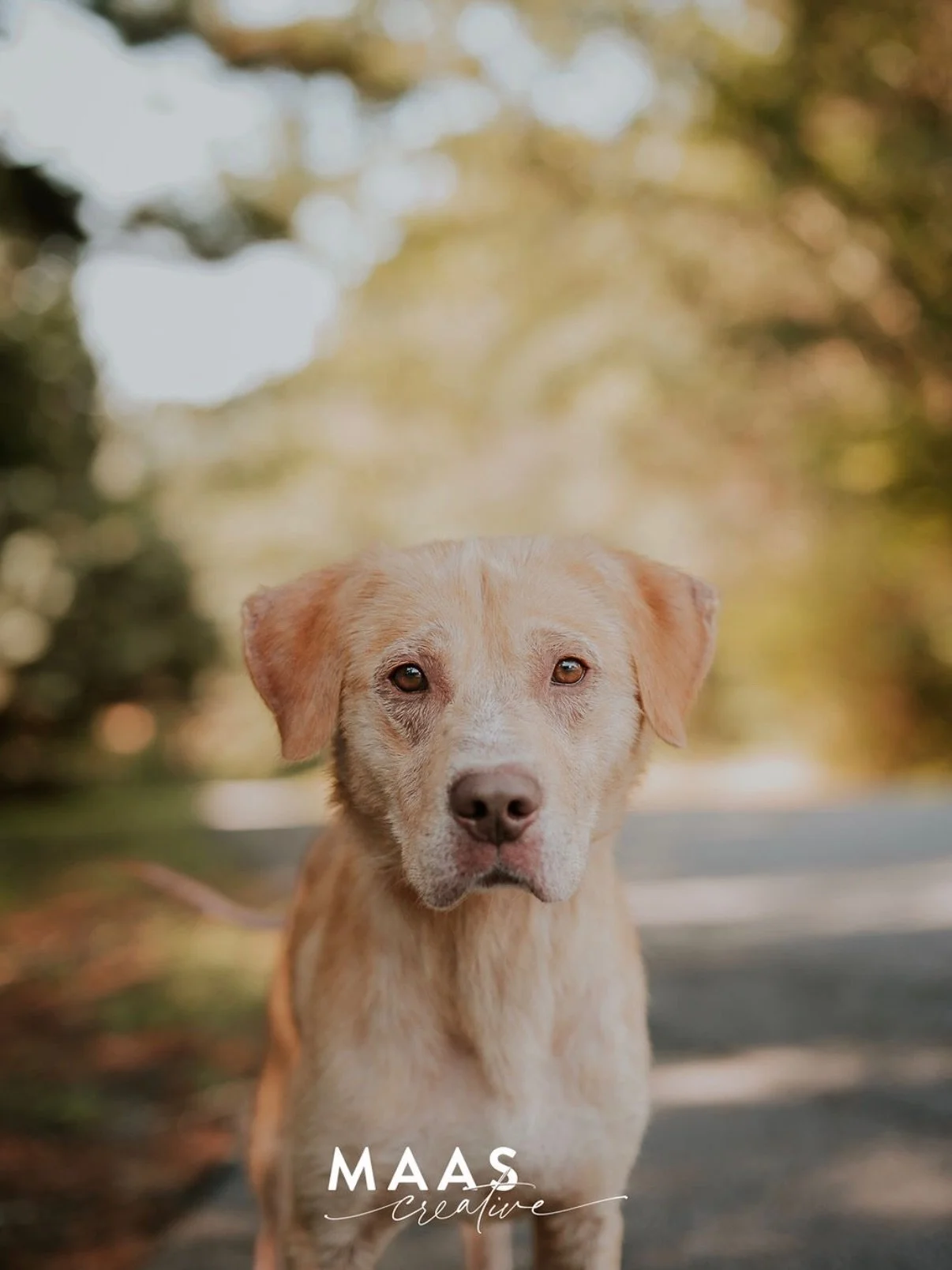 #sheltermonday is featuring again some incredible pups.

If you have ever thought about adding a loyal and sweet companion to your family, now is the time. 

Until then, they will be waiting for you:

Paulding County Animal Control
779 Industrial Blv