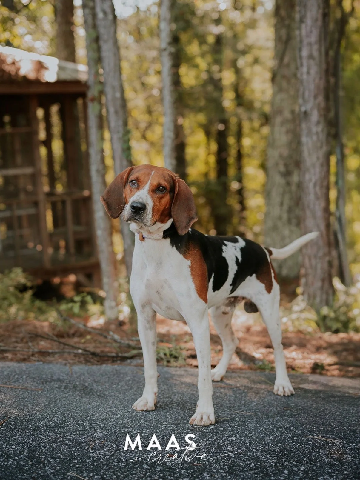 #sheltermonday is featuring again some incredible pups and KITTENS 🐱

If you have ever thought about adding a loyal and sweet companion to your family, now is the time. 

Until then, they will be waiting for you:

Paulding County Animal Control
779 