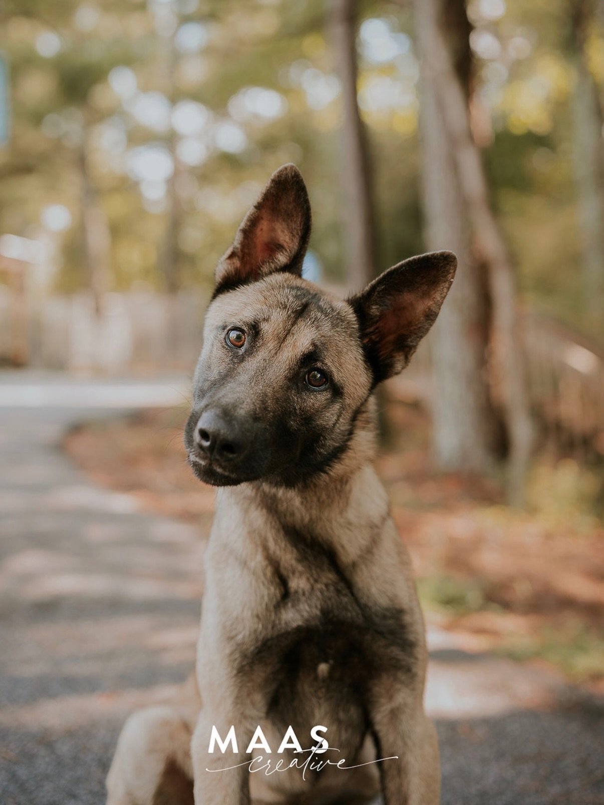 #sheltermonday is featuring again some incredible pups.

If you have ever thought about adding a loyal and sweet companion to your family, now is the time. 

Until then, they will be waiting for you:

Paulding County Animal Control
779 Industrial Blv