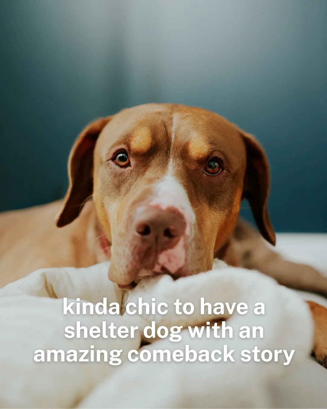 This is my kinda chic&hellip; 

#atlantadogphotographer #dogsofatlanta #dogphotoshoot #adoptdontshop #shelterphotography