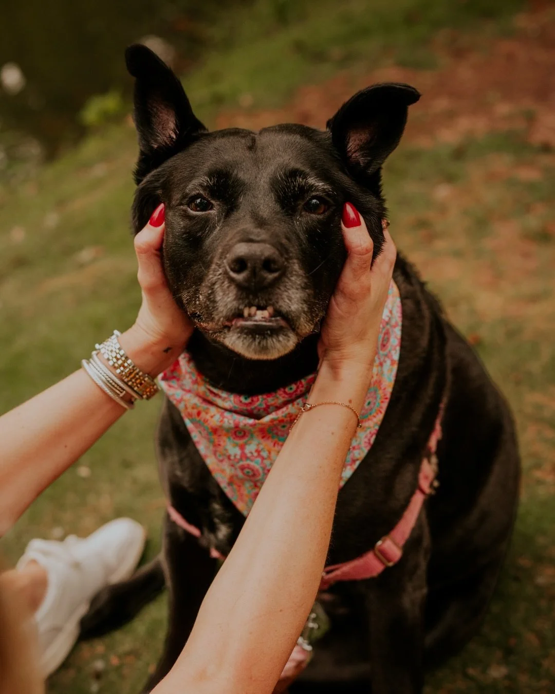 Who wouldn&rsquo;t smile seeing a sweet face like Payton&rsquo;s? 🥹 This was the last session for the @litnerdeganian + @lifelineanimal calendar. I&rsquo;ve met so many great people and their dogs over the last few months while working on this proje