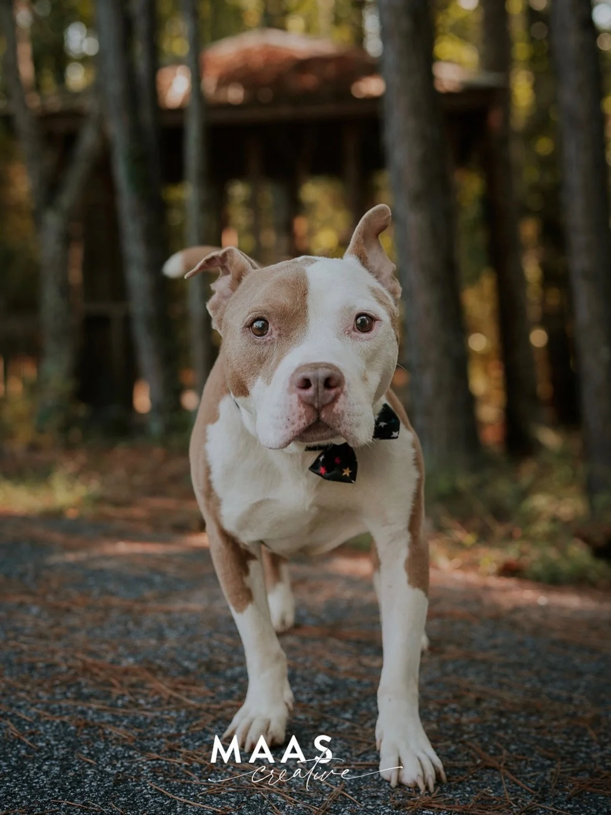 #sheltermonday is featuring again some incredible pups.

If you have ever thought about adding a loyal and sweet companion to your family, now is the time. 

Until then, they will be waiting for you:

Paulding County Animal Control
779 Industrial Blv