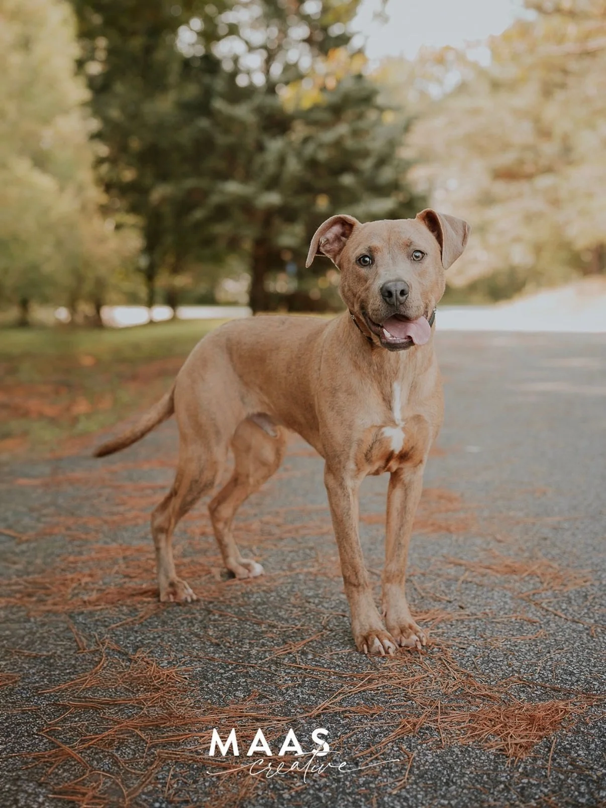 #sheltermonday, again, is bringing some exceptional pups and kittens to your feed. 

If you have ever thought about adding a loyal and sweet companion to your family, now is the time. 

Until then, they will be waiting for you:

Paulding County Anima