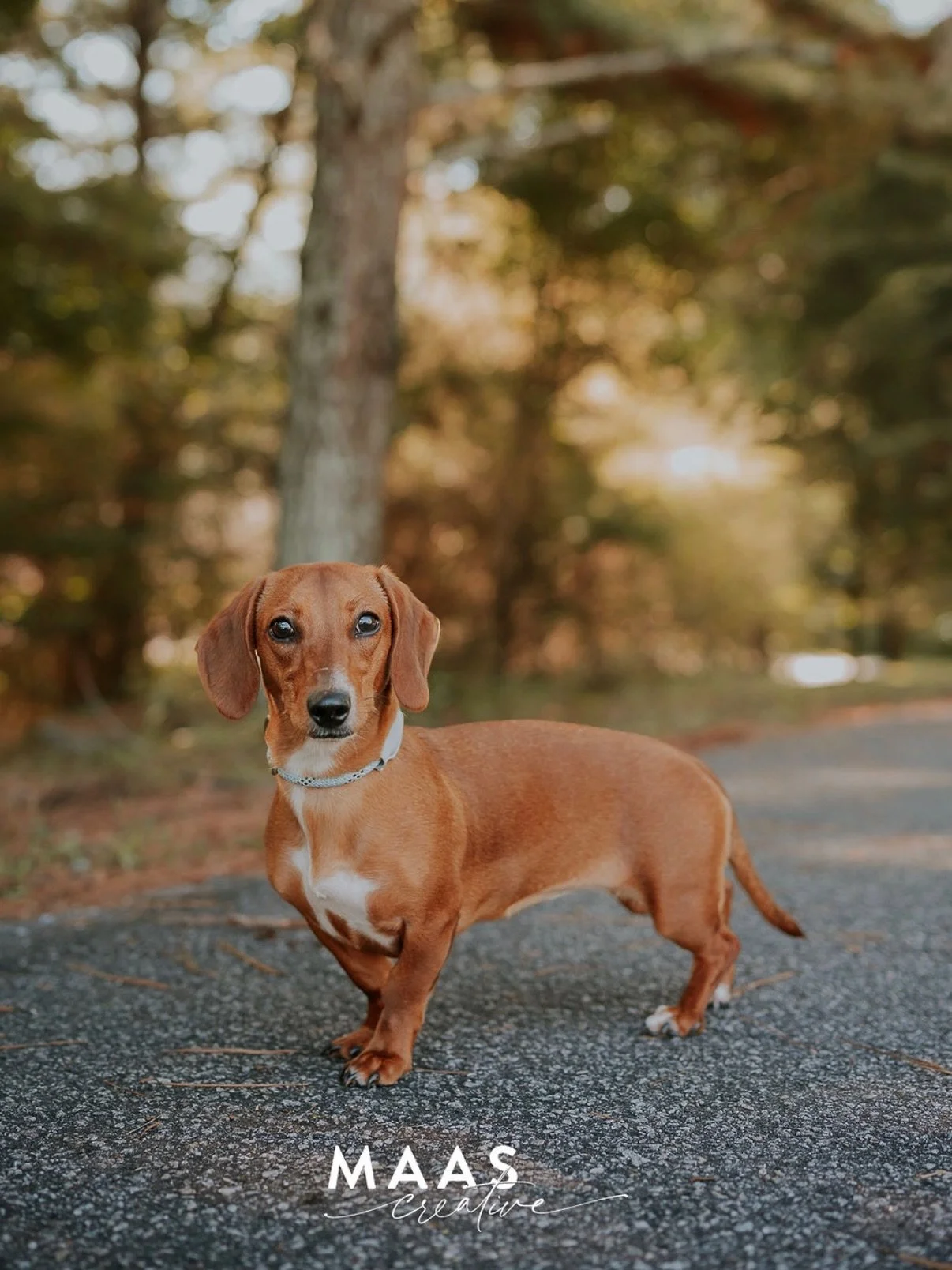 #sheltermonday is featuring again some incredible pups.

If you have ever thought about adding a loyal and sweet companion to your family, now is the time. 

Until then, they will be waiting for you:

Paulding County Animal Control
779 Industrial Blv