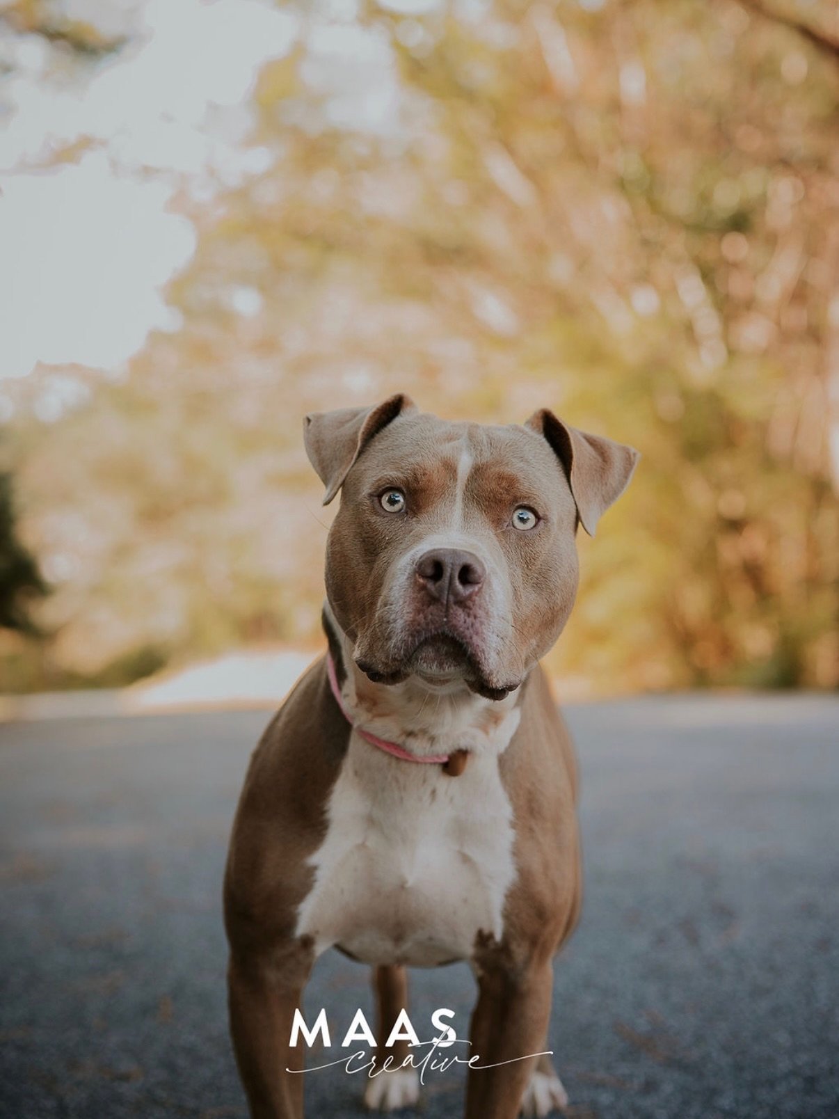 #sheltermonday is featuring again some incredible pups. 

Buster
Bear
Natasha
Candy
Bella
Rocket
Mason
Carson

If you have ever thought about adding a loyal and sweet companion to your family, now is the time. 

Until then, they will be waiting for y