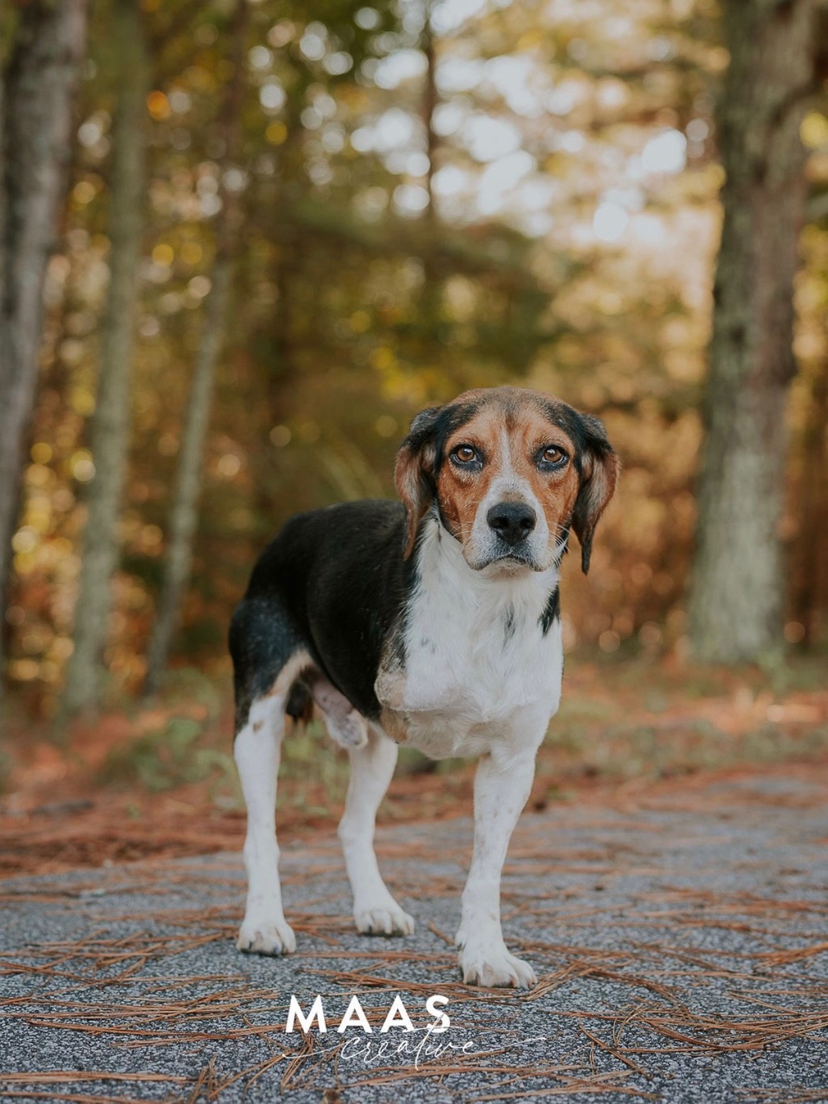 #sheltermonday is featuring again some incredible pups. 

Mason
Yeti
Doc
Vader
Sheldon
Barry

If you have ever thought about adding a loyal and sweet companion to your family, now is the time. 

Until then, they will be waiting for you:

Paulding Cou