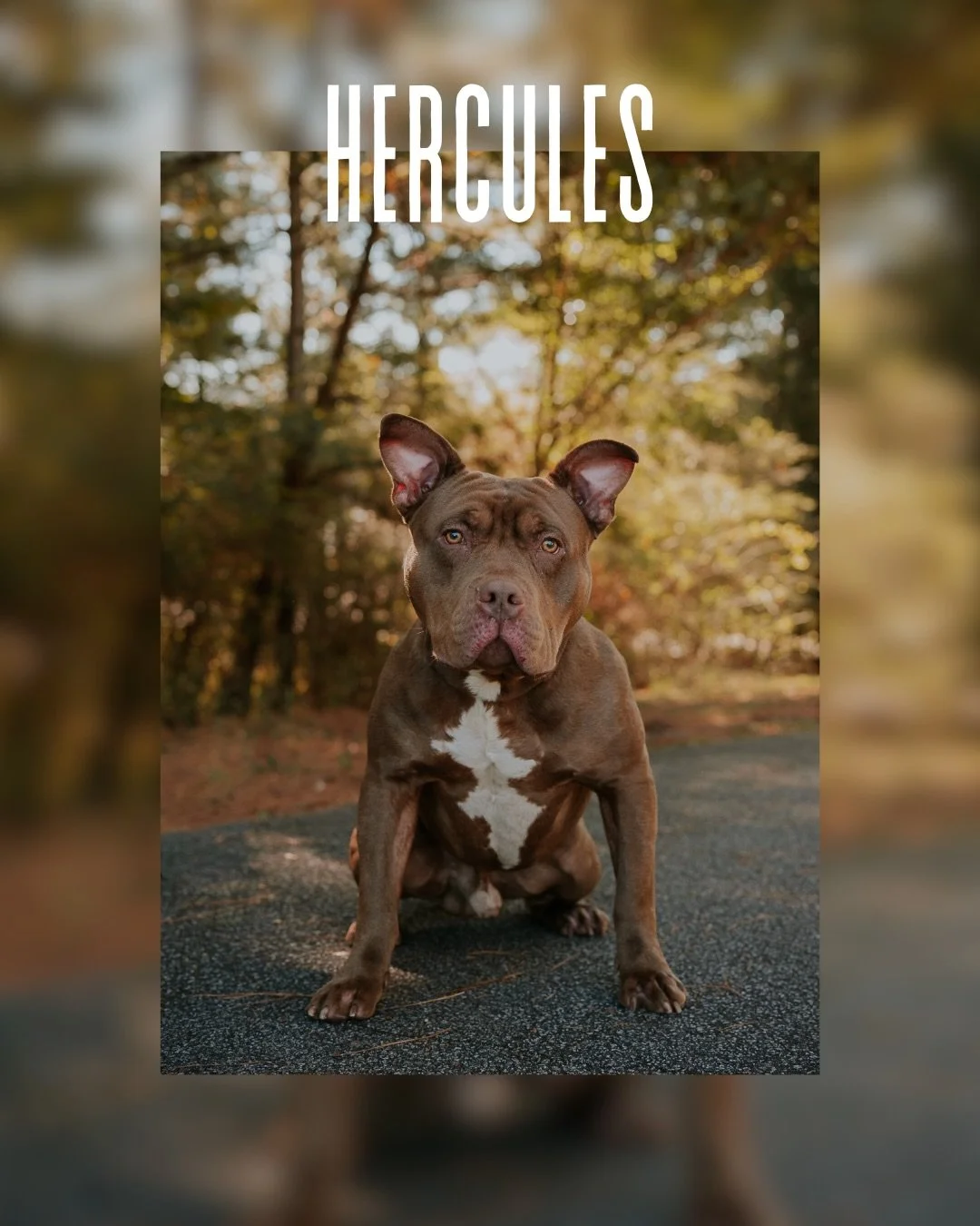#sheltermonday is featuring again some incredible pups. 

The dog who immediately stole my heart is big, beautiful Hercules. 🤎

If you have ever thought about adding a loyal and sweet companion to your family, now is the time. 

Until then, they wil