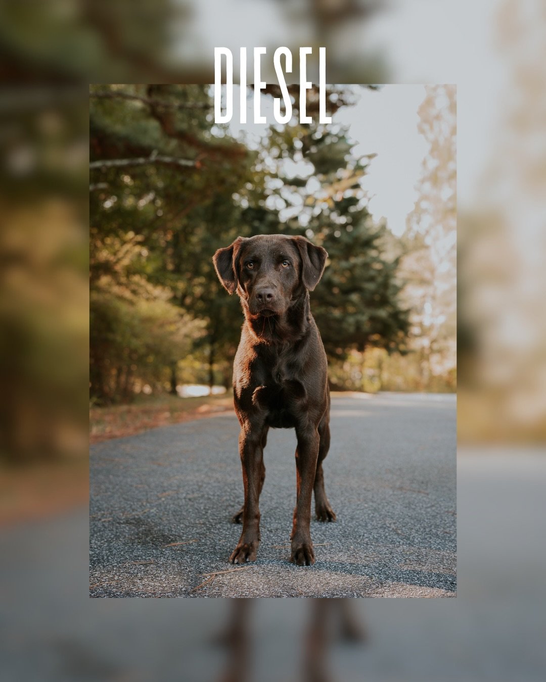 #sheltermonday is featuring again some incredible pups. 

If you have ever thought about adding a loyal and sweet companion to your family, now is the time. 

Until then, they will be waiting for you:

Paulding County Animal Control
779 Industrial Bl