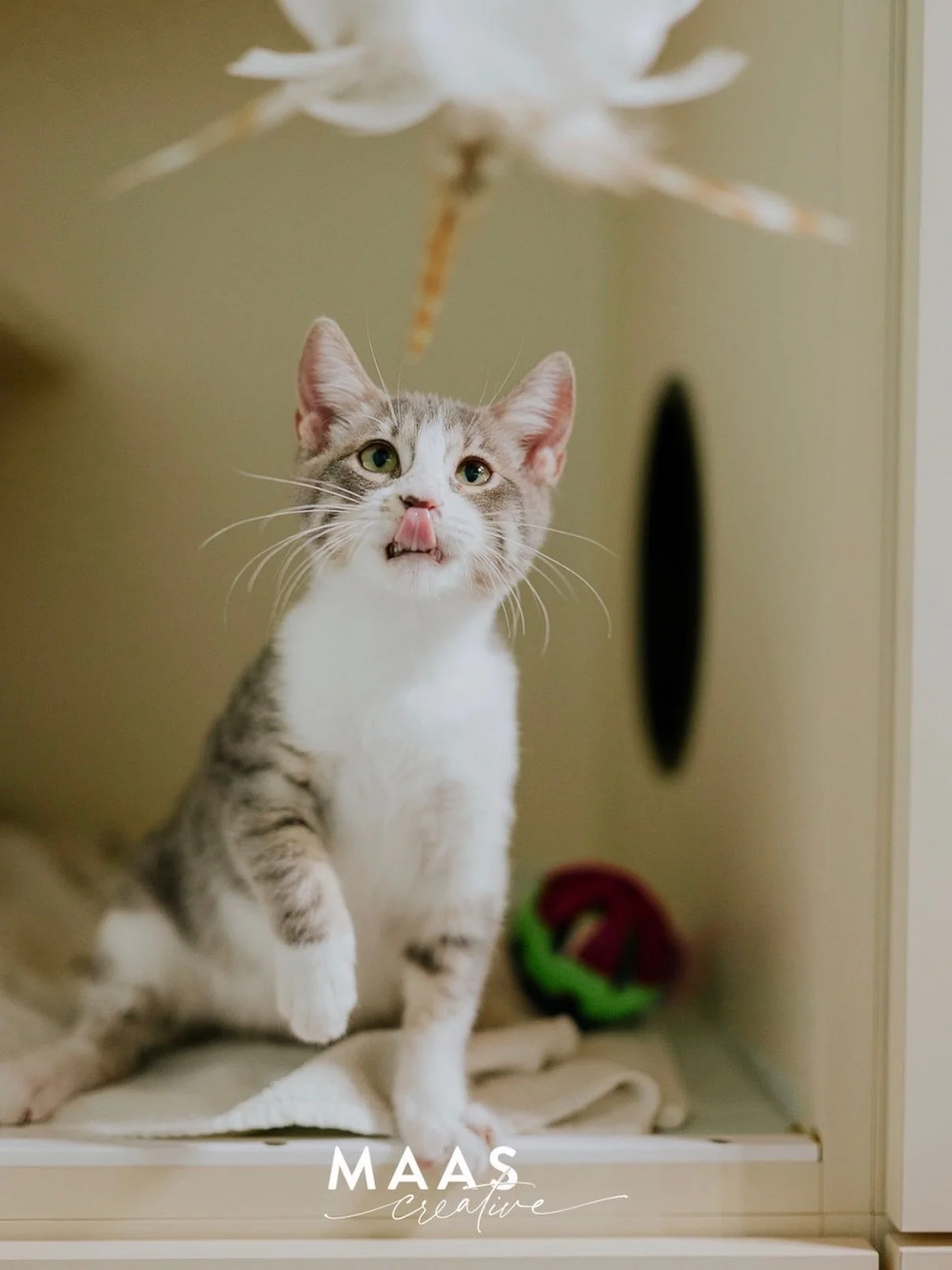 #sheltermonday this week also features some really sweet cats and kittens. Some are playful, some just want to chill and judge from a distance. 

If you have ever thought about adding a sweet feline companion to your family, now is the time. 

Until 