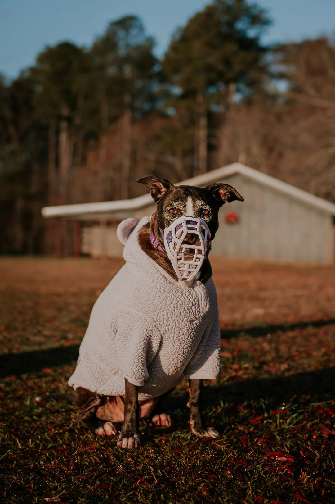 Atlanta Dog photographer captures a dog wearing a muzzle during a photo session.