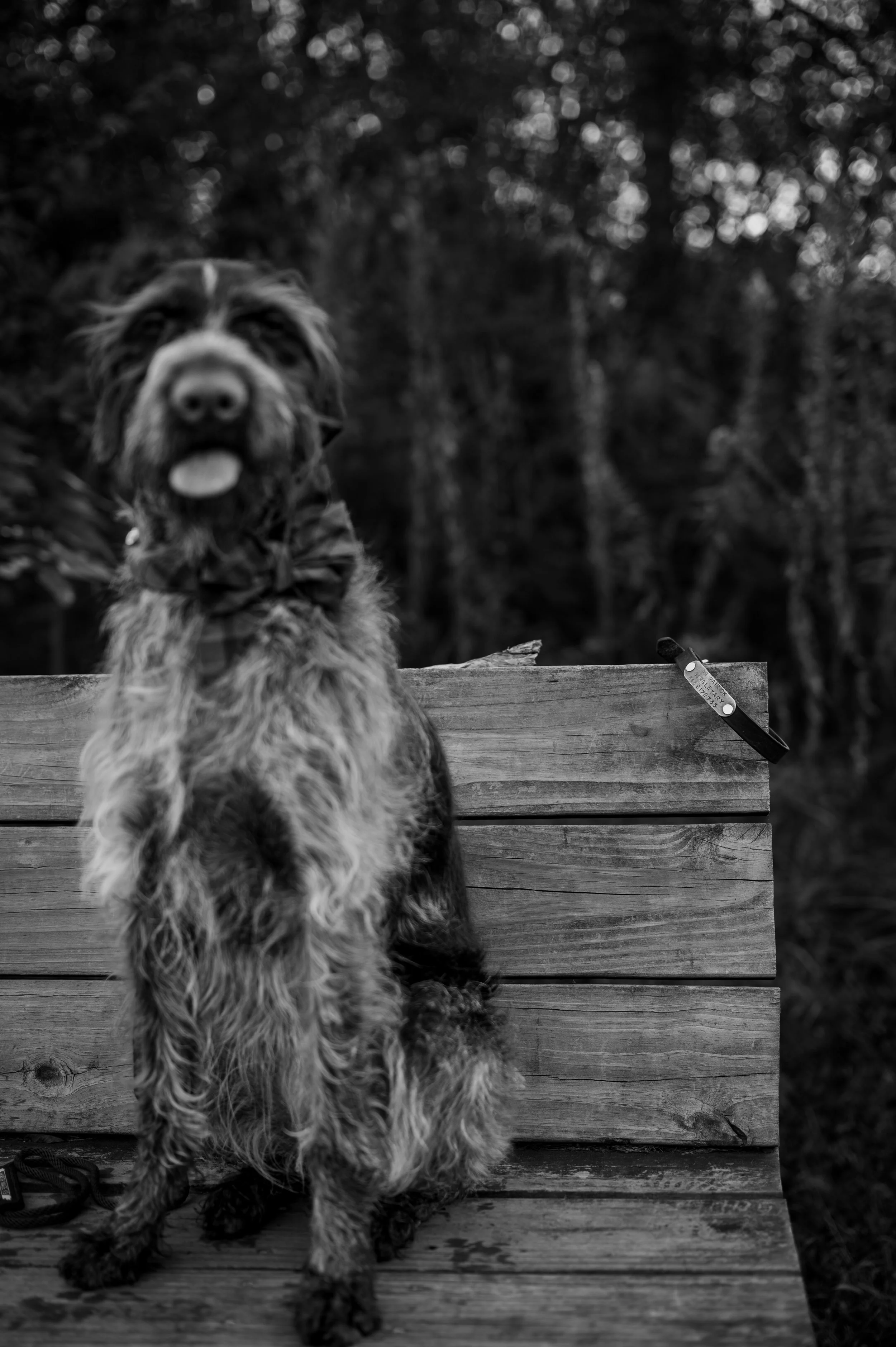 Blurred dog sitting on bench with focus on dog collar.