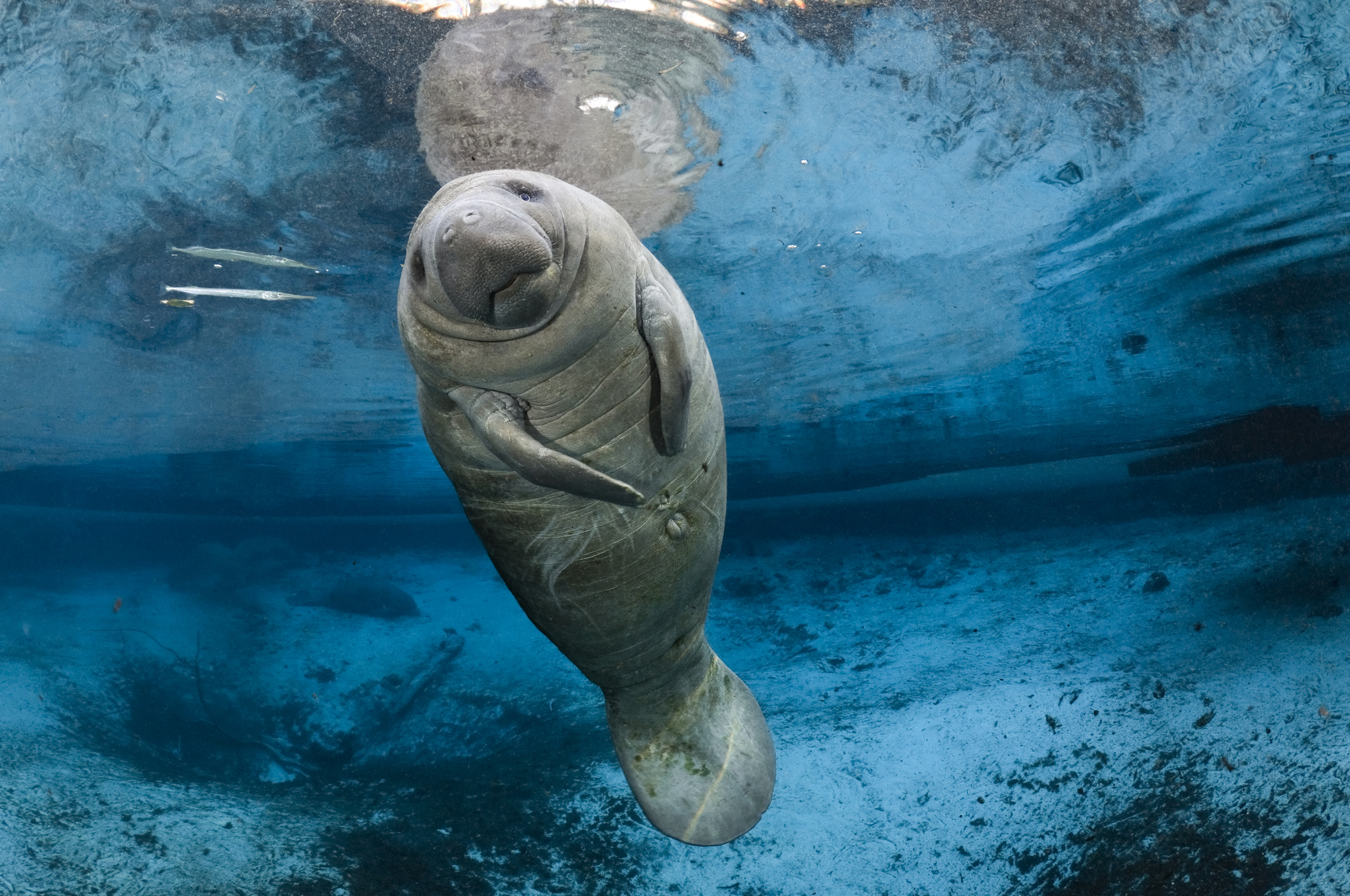manatee-endangered-species.jpeg