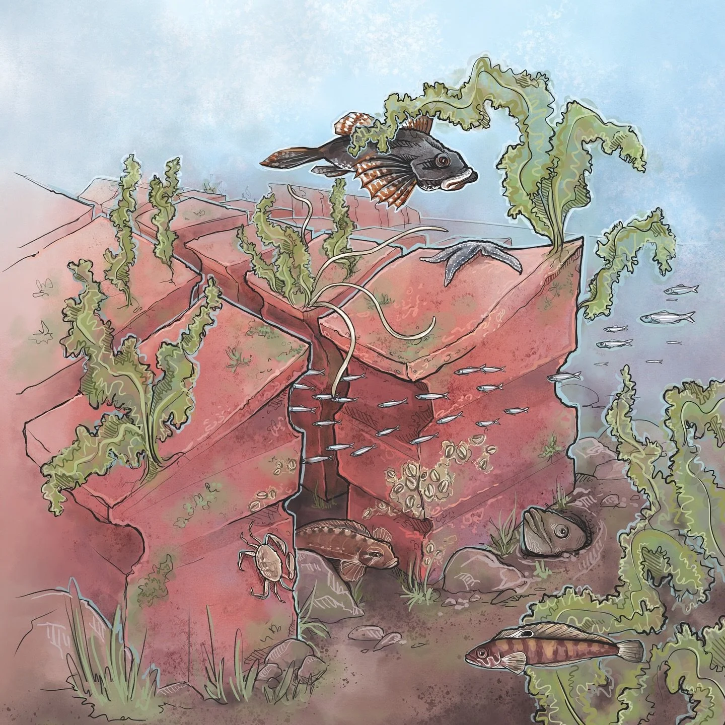 @intellireefs illustration for @cangeo magazine 🪸