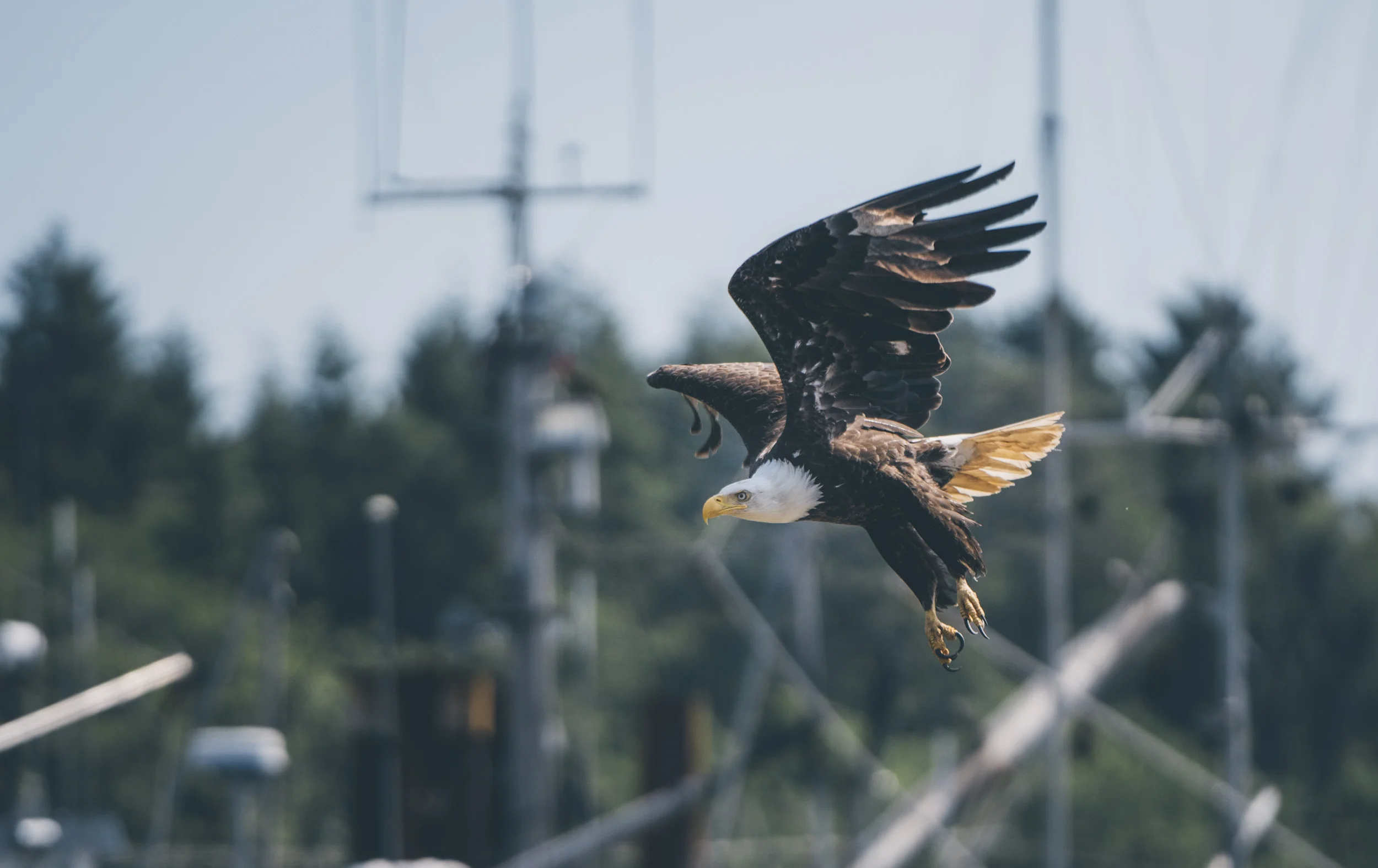 HaidaGwaii-JohnsonStudios-2018-163.jpg