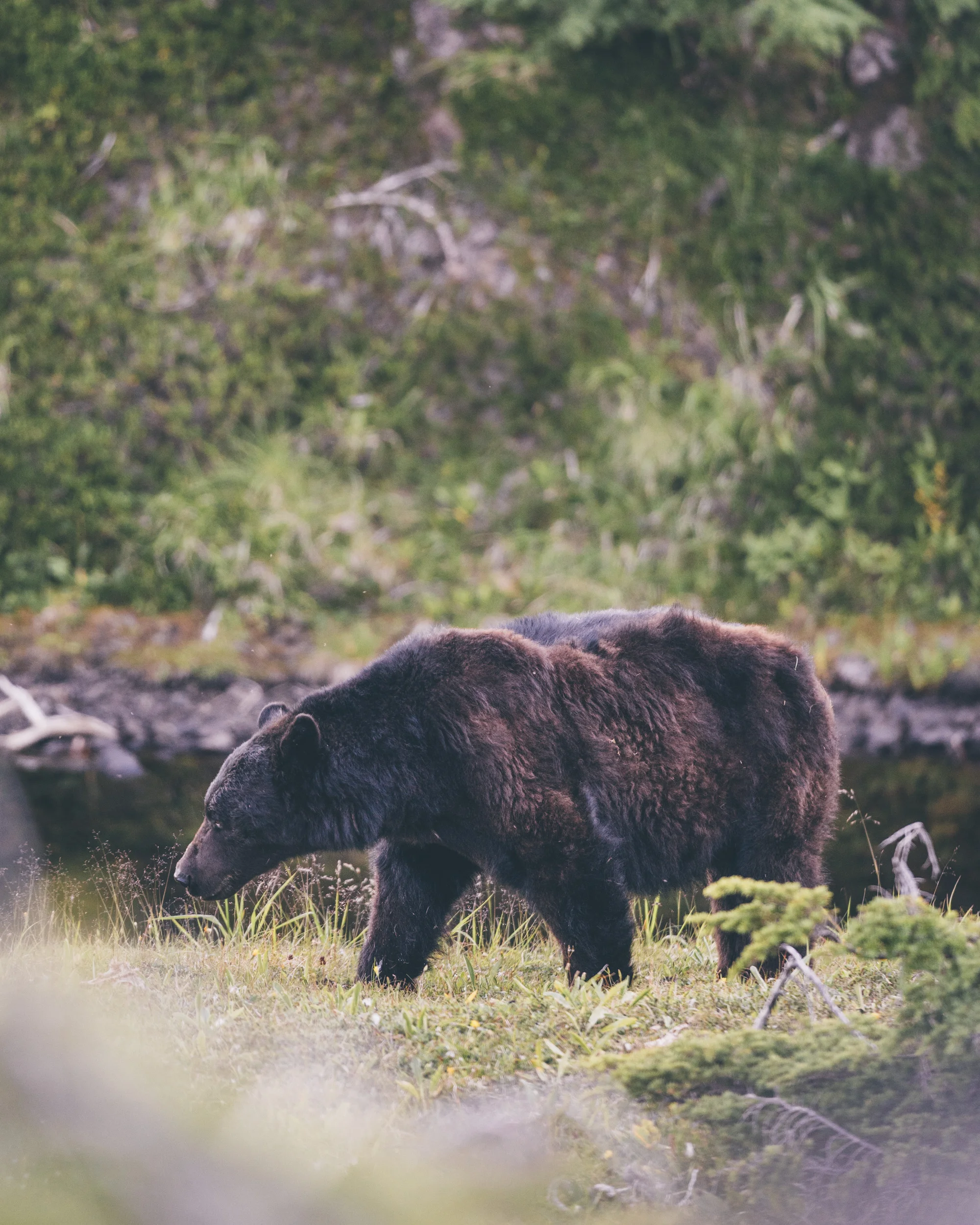 HaidaGwaii-JohnsonStudios-2018-445.jpg