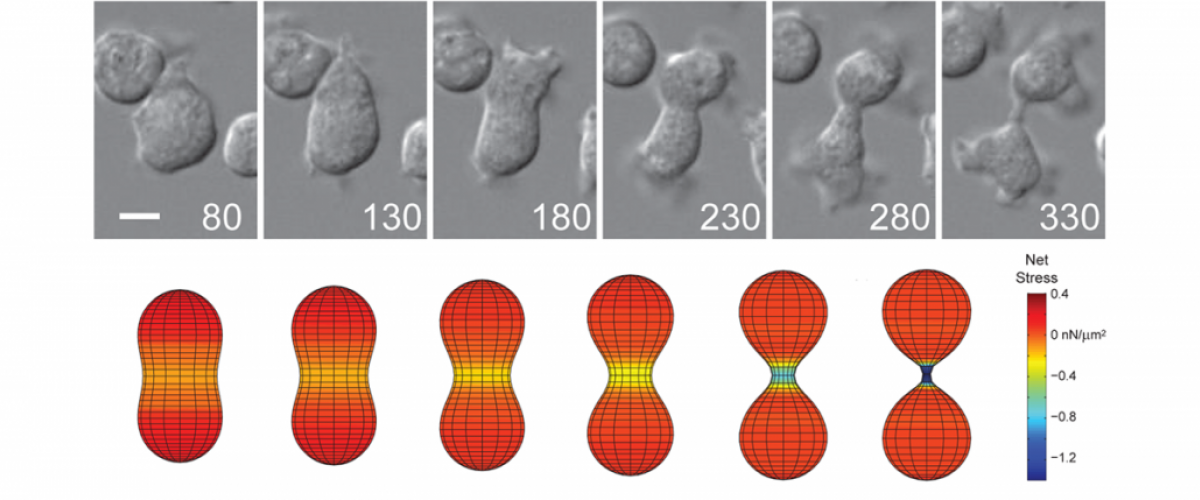 Cytokinesis mechanics.png