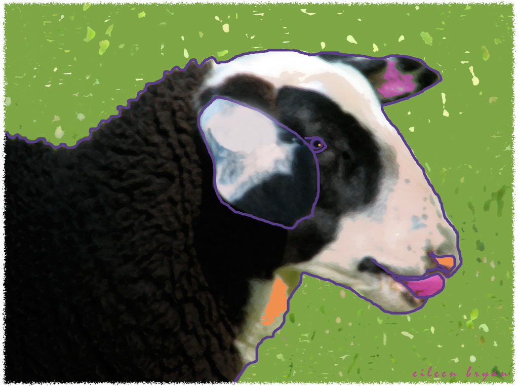 Sheep 0020.jpg