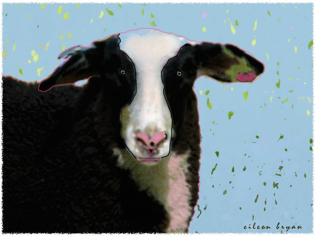 Sheep Frontal .jpg
