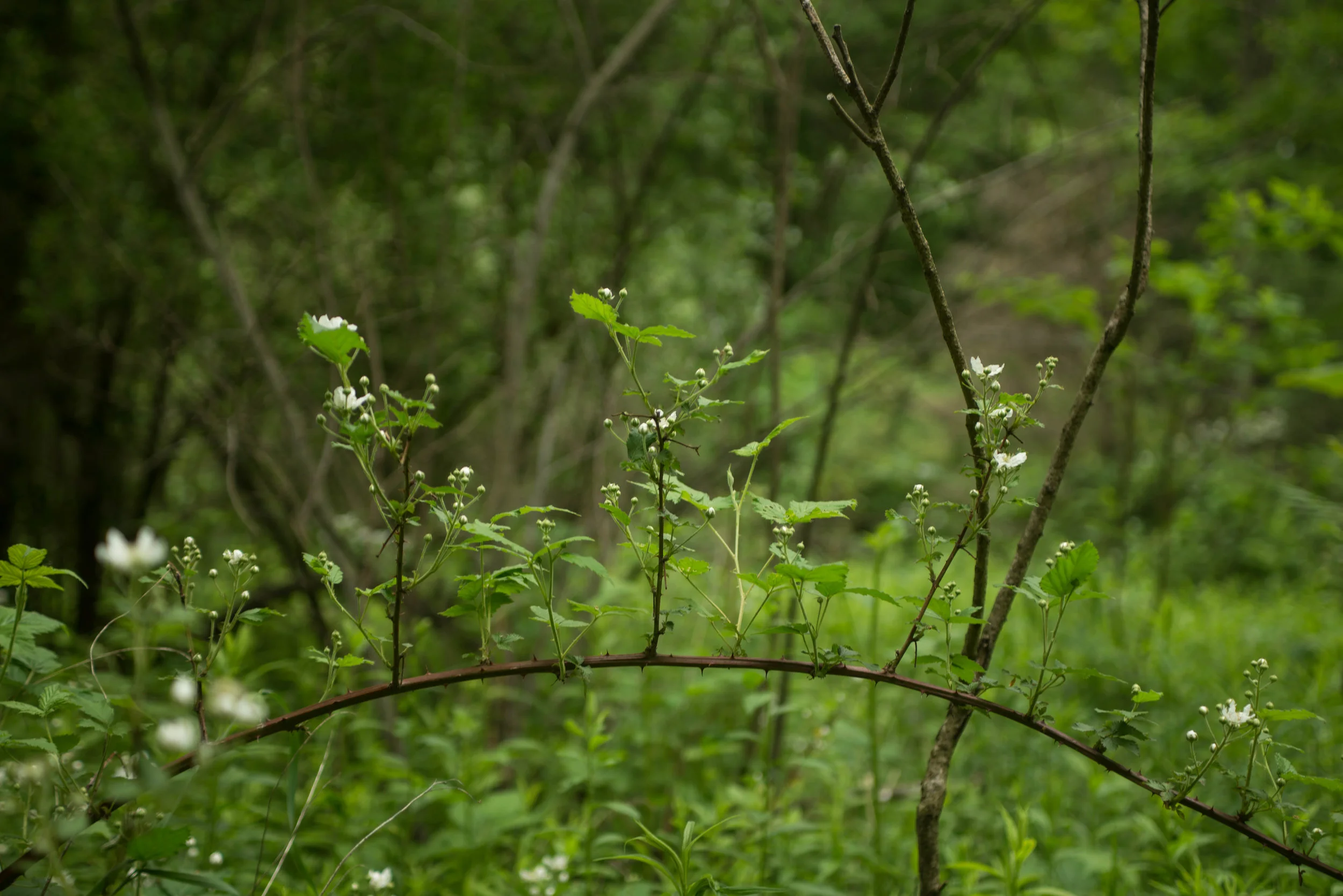 Black River Preserve