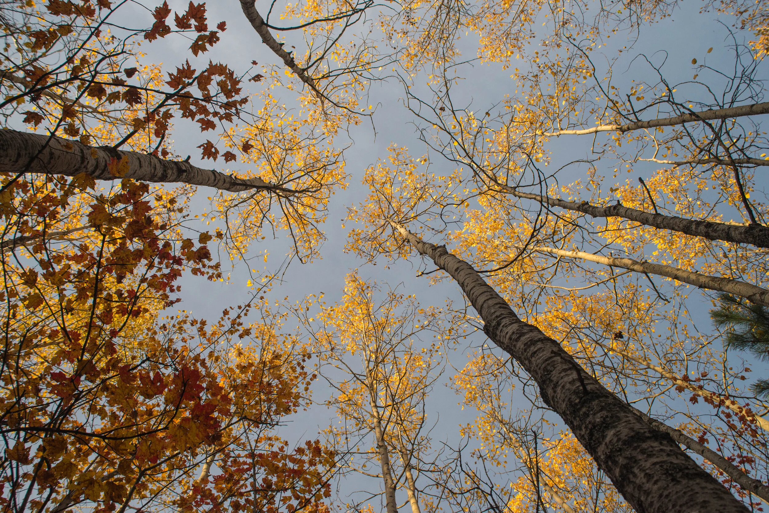 Pigeon River Country