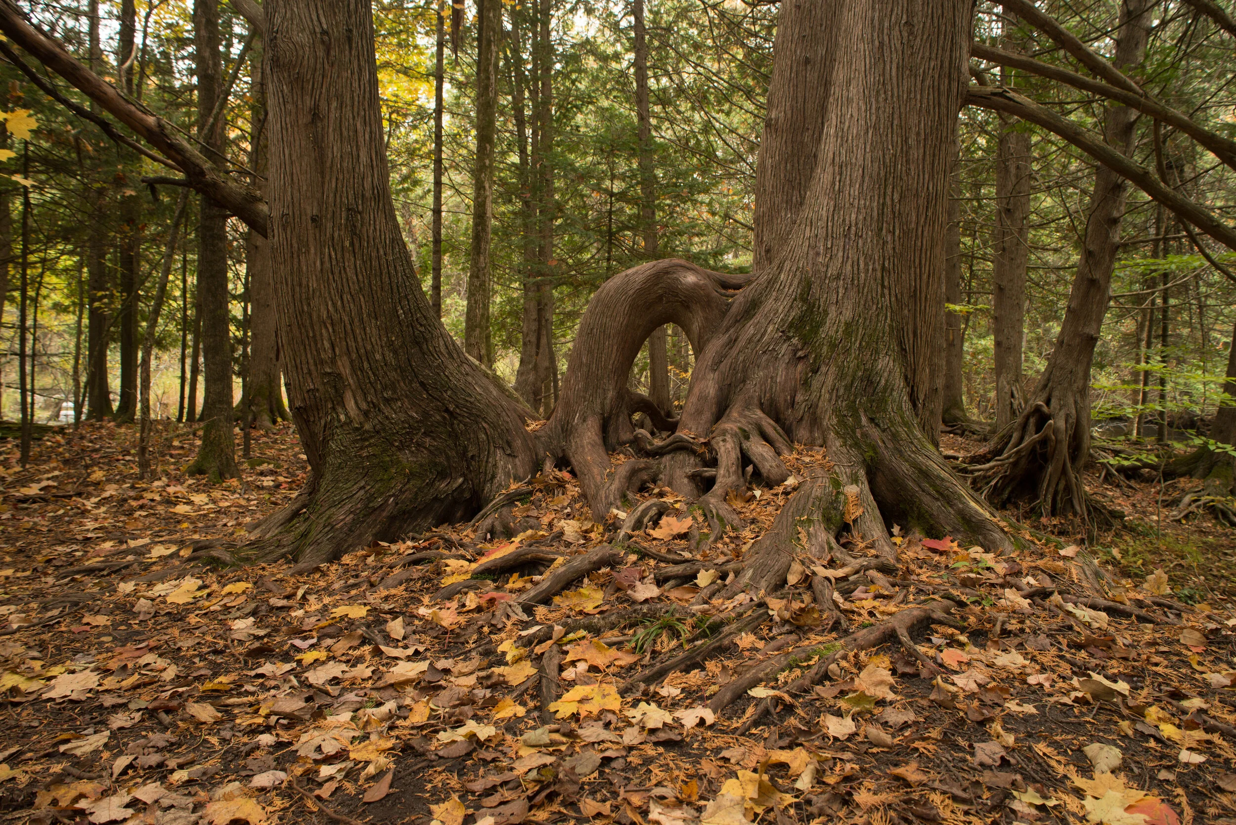Seven Bridges Natural Area