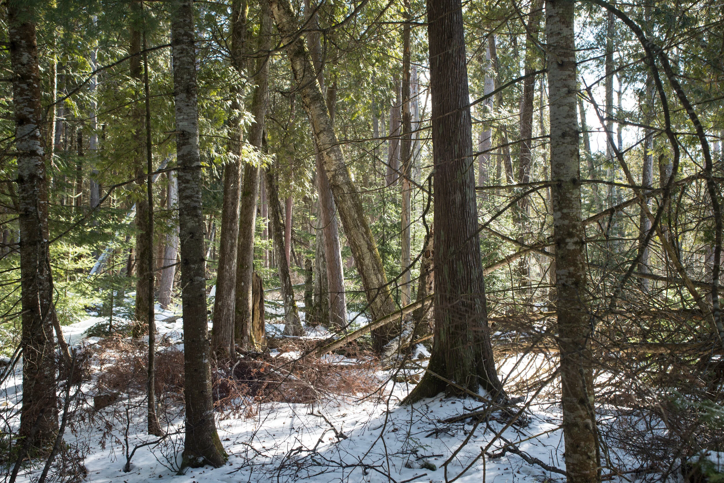 Wilderness State Park