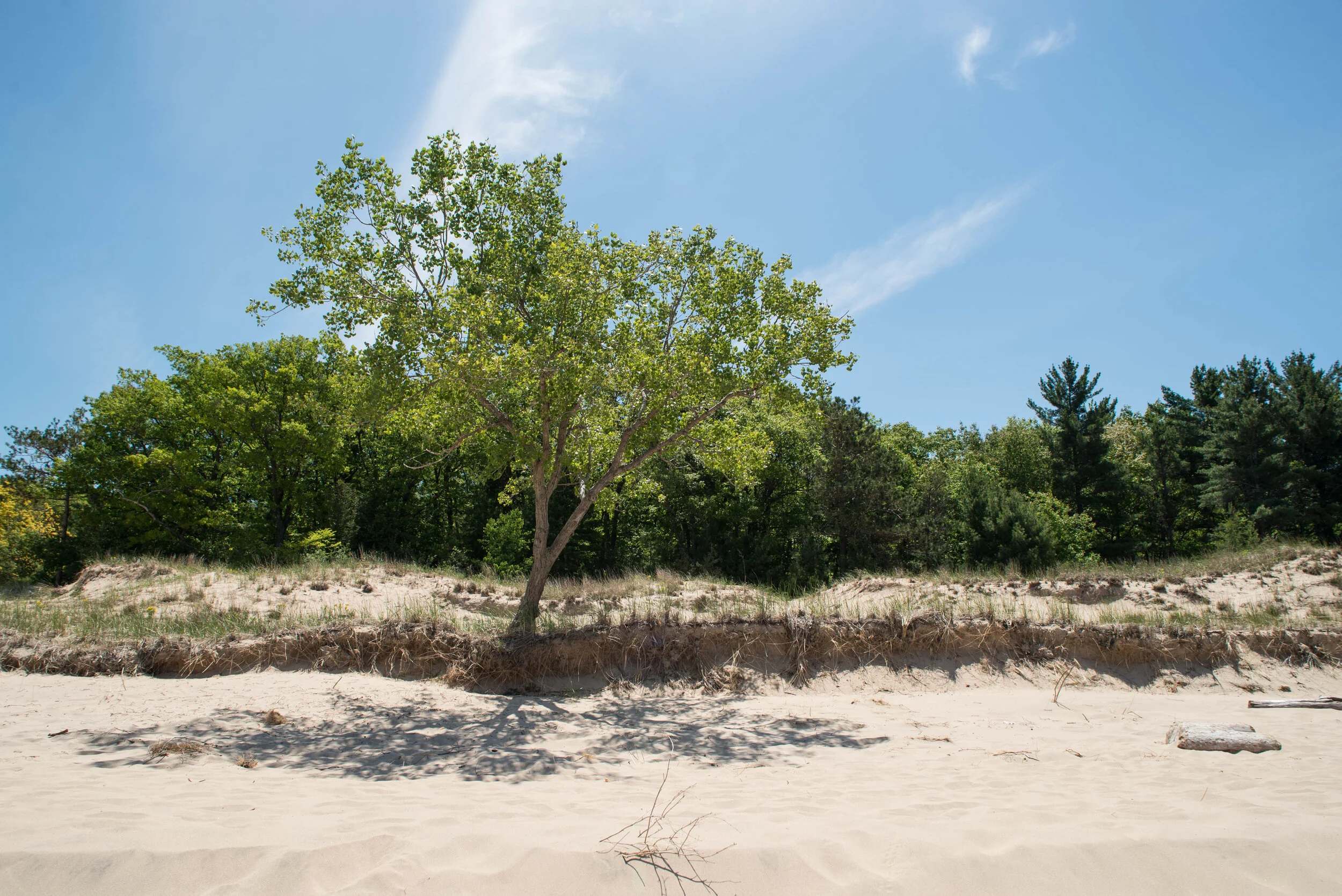 Nordhouse Dunes