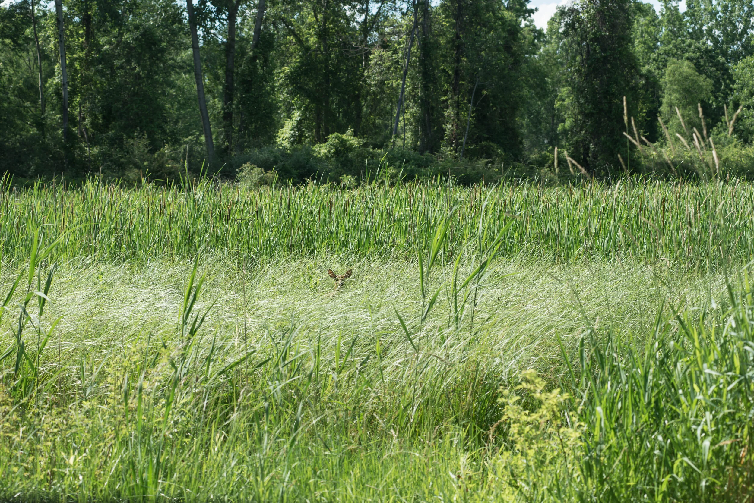 Harsen's Island