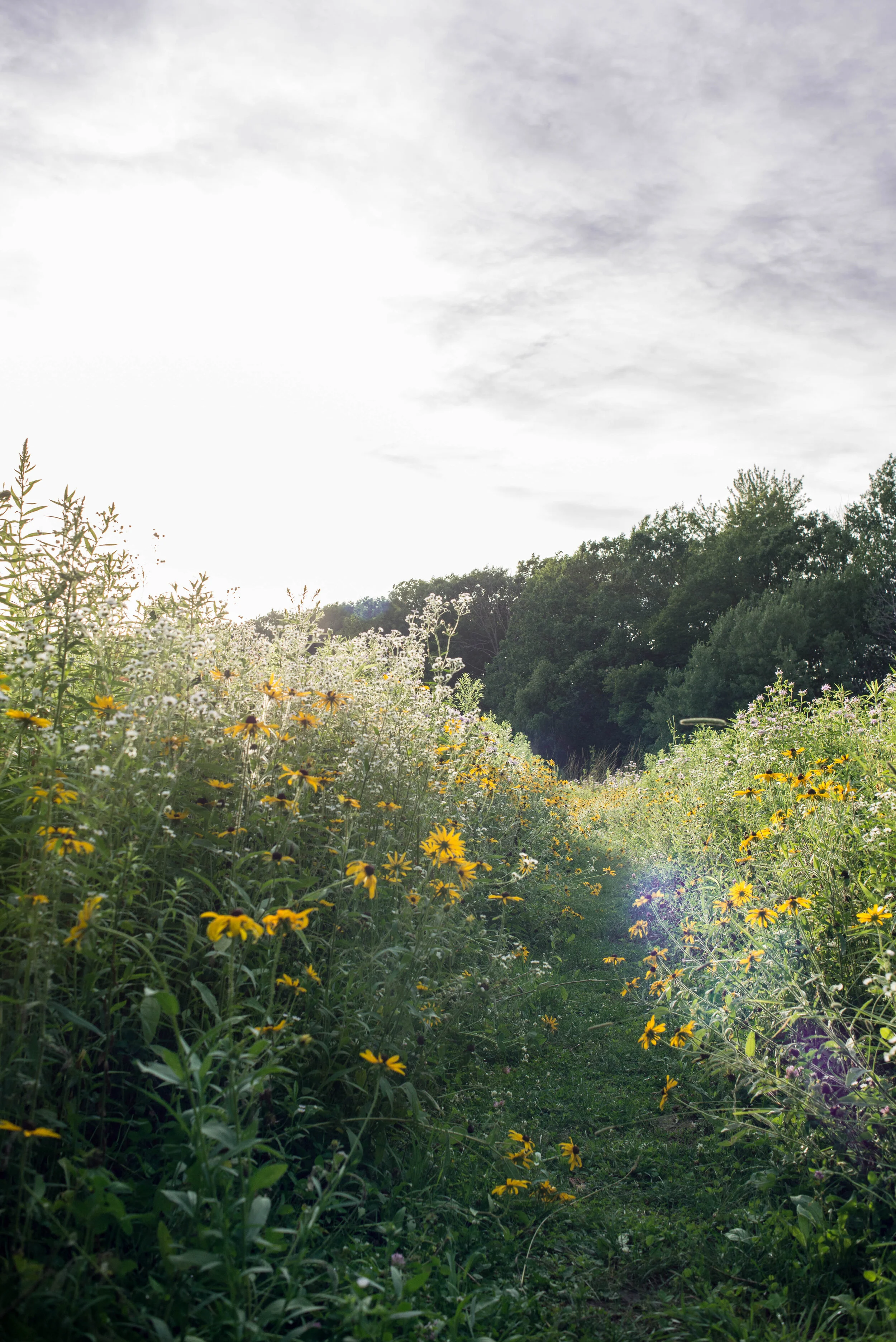 Saul Lake Bog