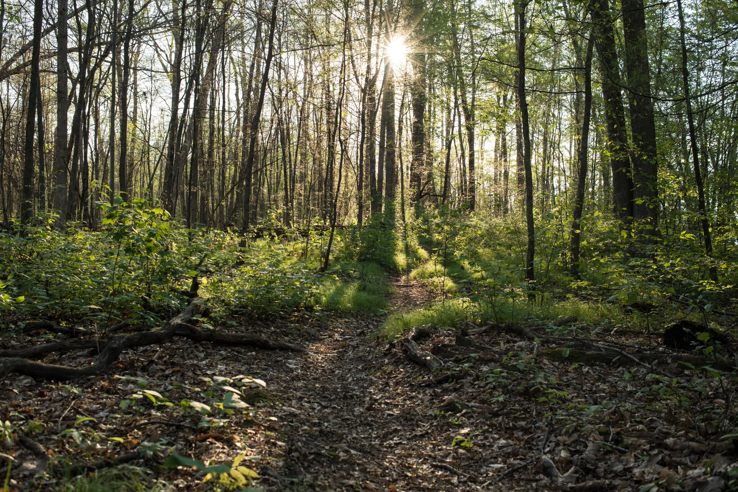 65/83: Newaygo