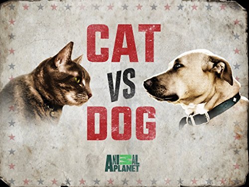 Cat vs. Dog.jpg