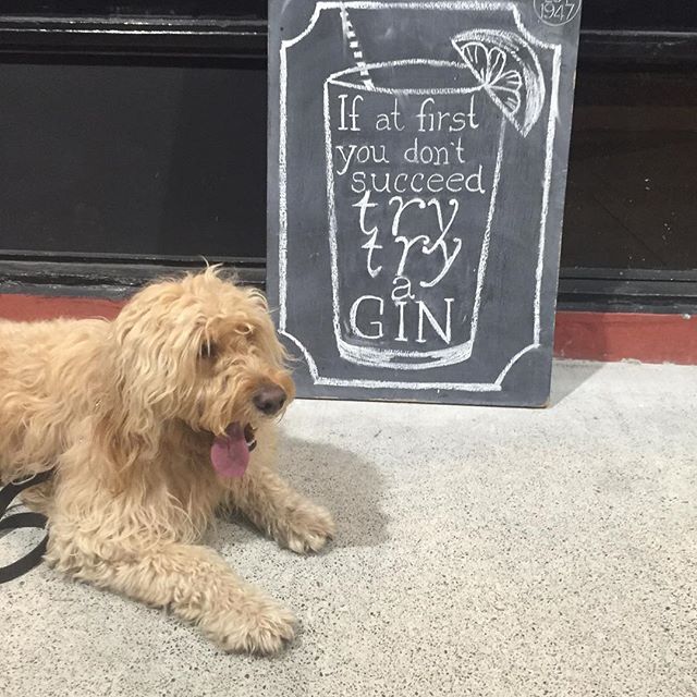 &quot;If at first you don't succeed try try a gin &amp; juice&quot; Snoop Dogg. #tgif #hendricks #thuglife #groodle #dogsofsurryhills #groodlelove #goldendoodle #groodleaustralia #dogsofinstagram #doublebay #sydney #doglife #groodlesydney #instapuppy