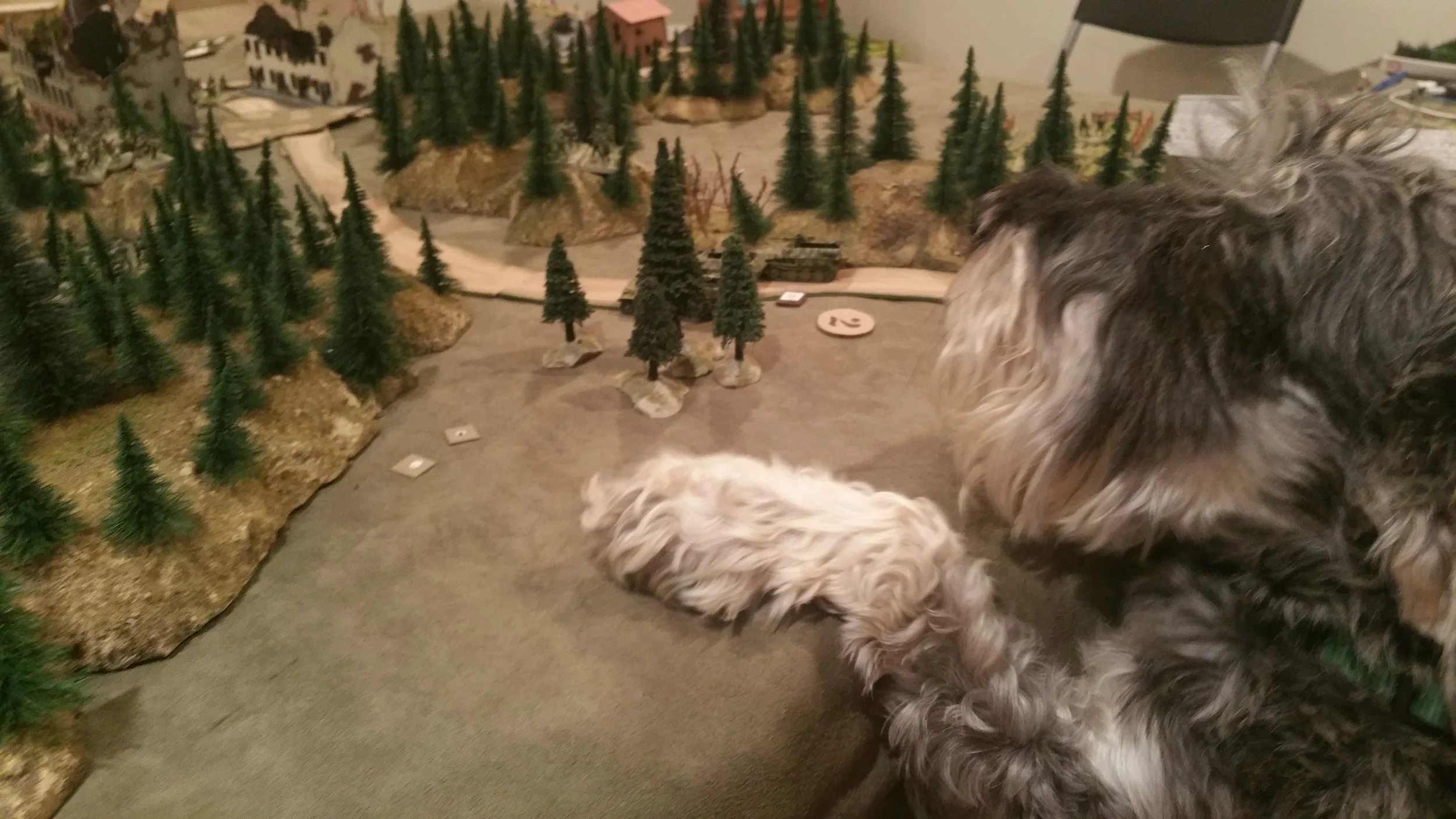 Benny the Schnauzer Roots for the Germans