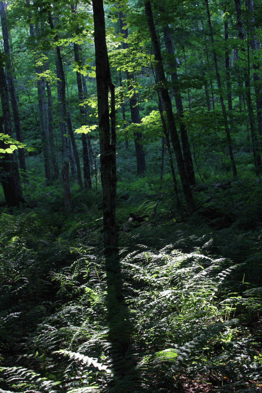 Purchased in 2013, the land is located on Taggart Hill Road, in Stockbridge, Vermont. Previously owned by the Thompson family, the Sable Land is a fifteen acre plot of beautifully forested woodland. 