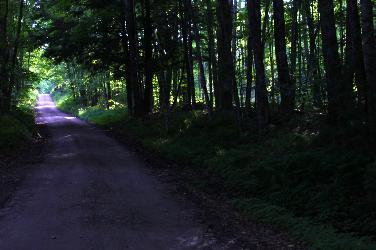 The Sable Land’s forests are home to sugar maples, pine, spruce, beech, birch, small cliffs, natural springs, and tiny clearings covered in ferns and mist.