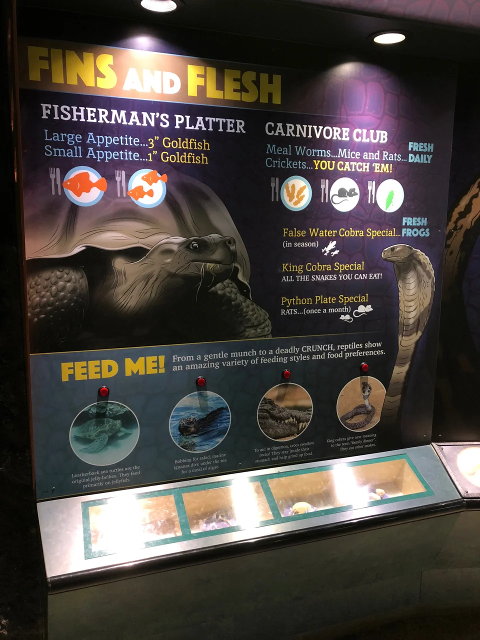 Design and Illustrations for Large Corridor Display Installed