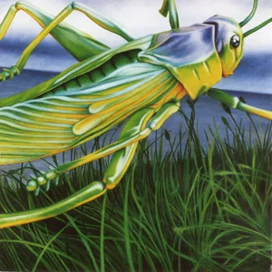 Grasshopper 30x30 cm acrylic on canvas