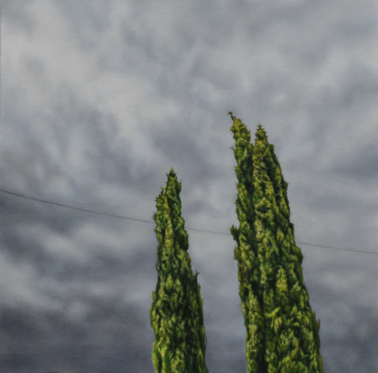 Pencil Pines 40 x 40cm oil on canvas