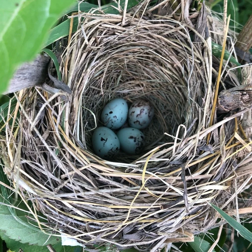 photo of birds nest with four brown speckled blue eggs
