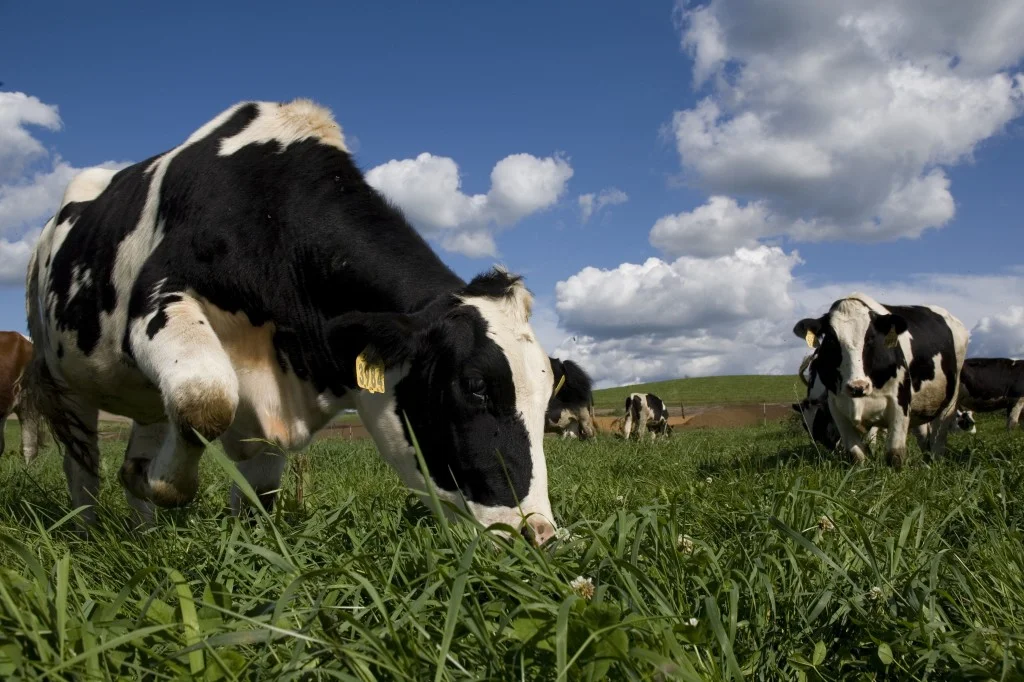 Don't Stop Eating Meat...