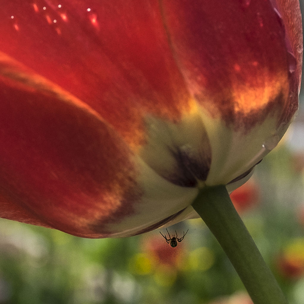 Tulip2016_DSCF6806.jpg